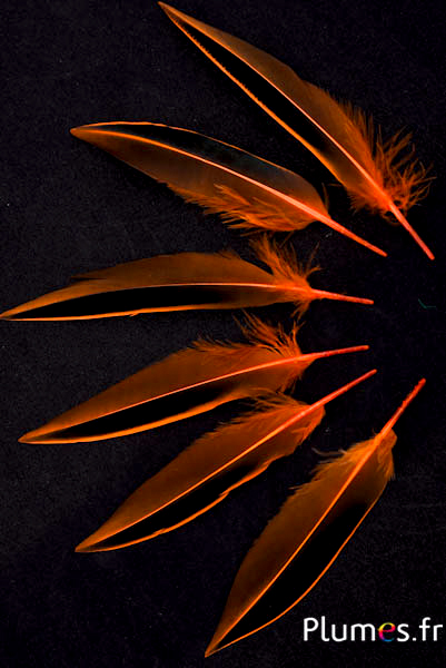 Canard de Madagascar - 12-14 cm - orange